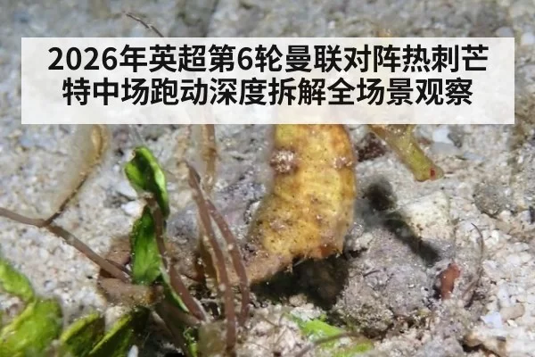 2026年英超第6轮曼联对阵热刺芒特中场跑动深度拆解全场景观察
